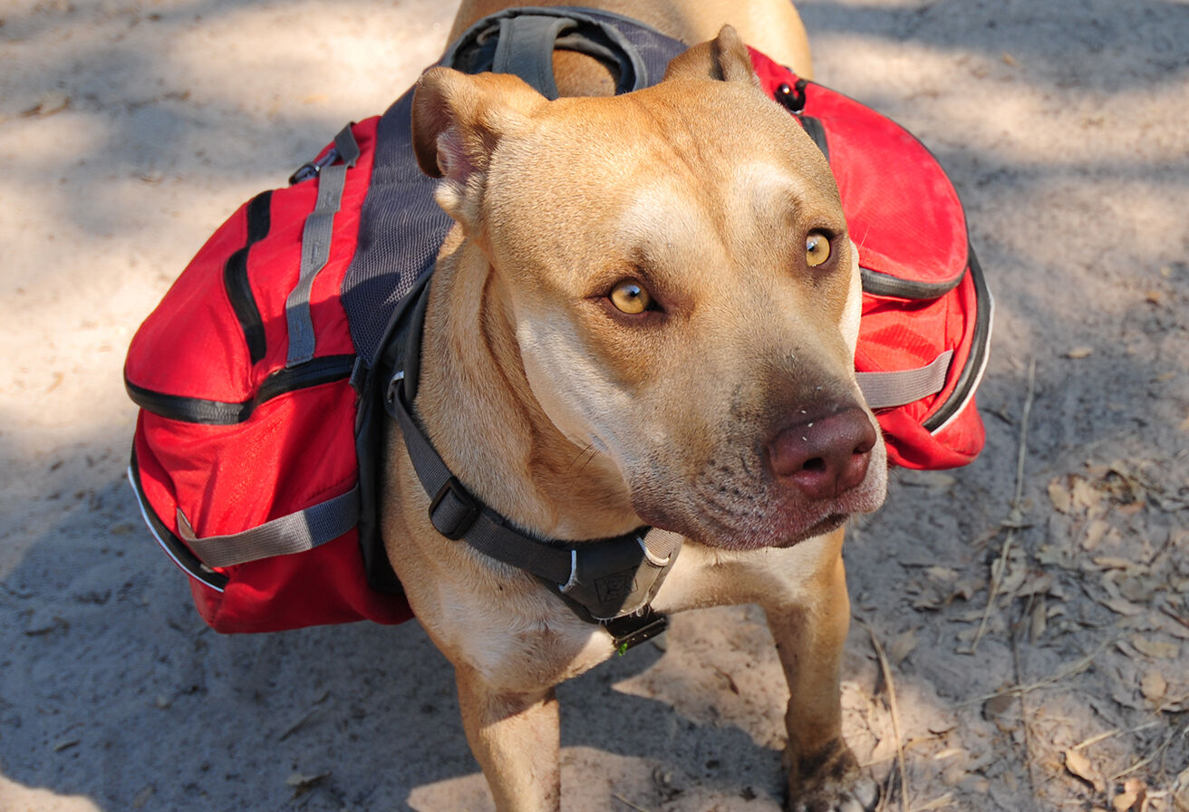 dog wearing day pack of supplies on trail